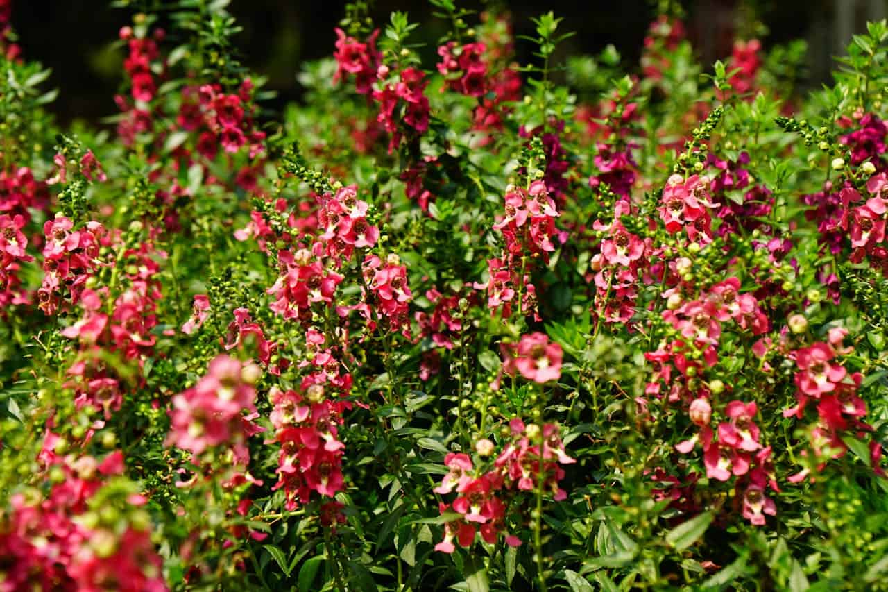 Vibrant pink snapdragon flowers, lush green foliage, garden display, close-up view