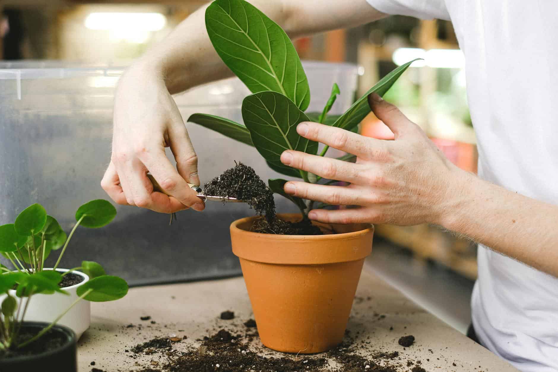 Hands planting a green plant in a clay pot indoors with a garden trowel and soil.