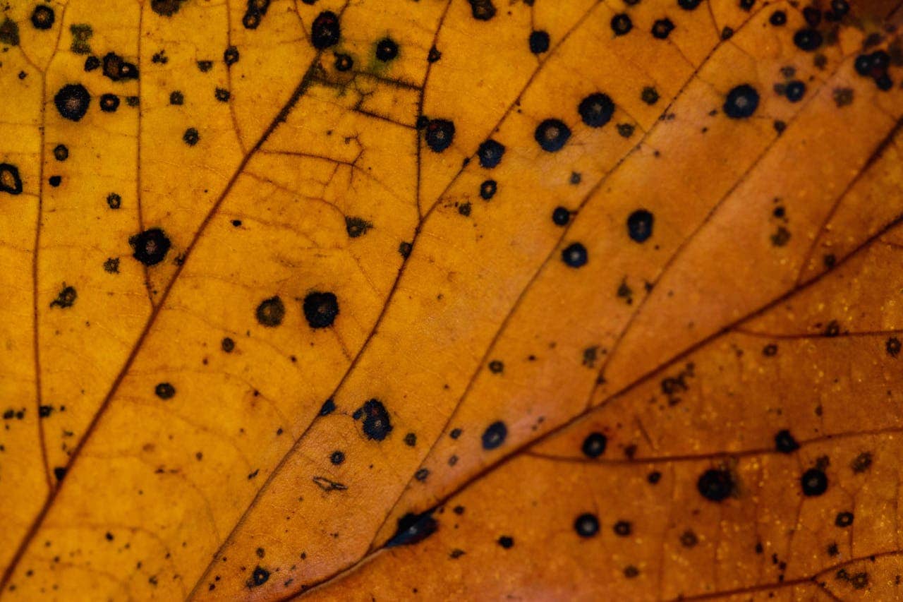 Close-up of a yellowed leaf with black circular spots, signs of anthracnose fungal infection, dark lesions scattered across the surface, visible leaf veins, decayed tissue, symptoms of plant disease
