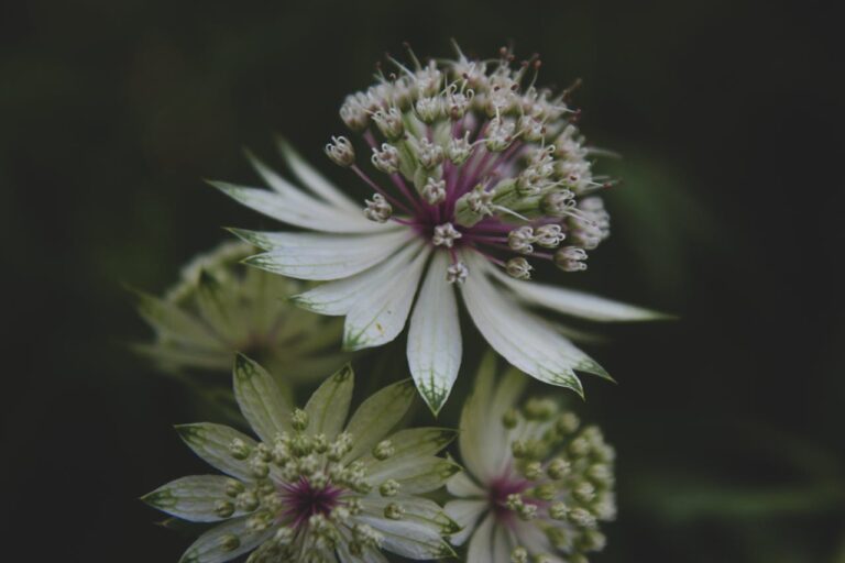 White and purple astrantia flowers, delicate clustered petals, dark green background, macro botanical detail