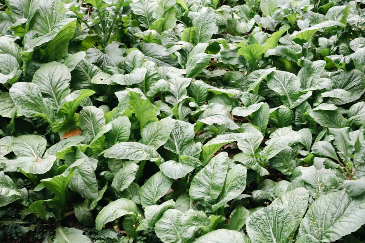 Lush mustard greens, fresh leafy vegetables, dense garden growth, organic farm produce, healthy green leaves