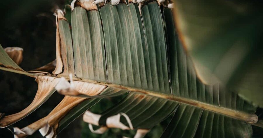 Banana leaf with browning edges, signs of wilting, dry and damaged tips, possible disease or dehydration, tropical plant stress