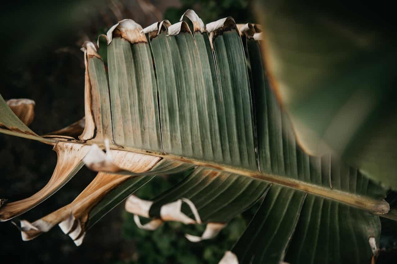 Banana leaf with browning edges, signs of wilting, dry and damaged tips, possible disease or dehydration, tropical plant stress