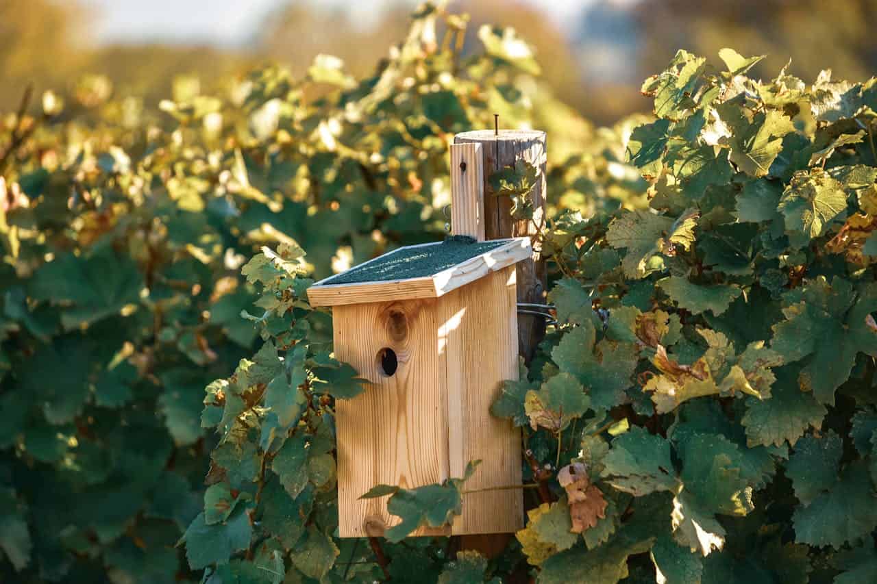 Wooden birdhouse with green roof mounted on a post, surrounded by grapevines, sunlit vineyard, autumn setting