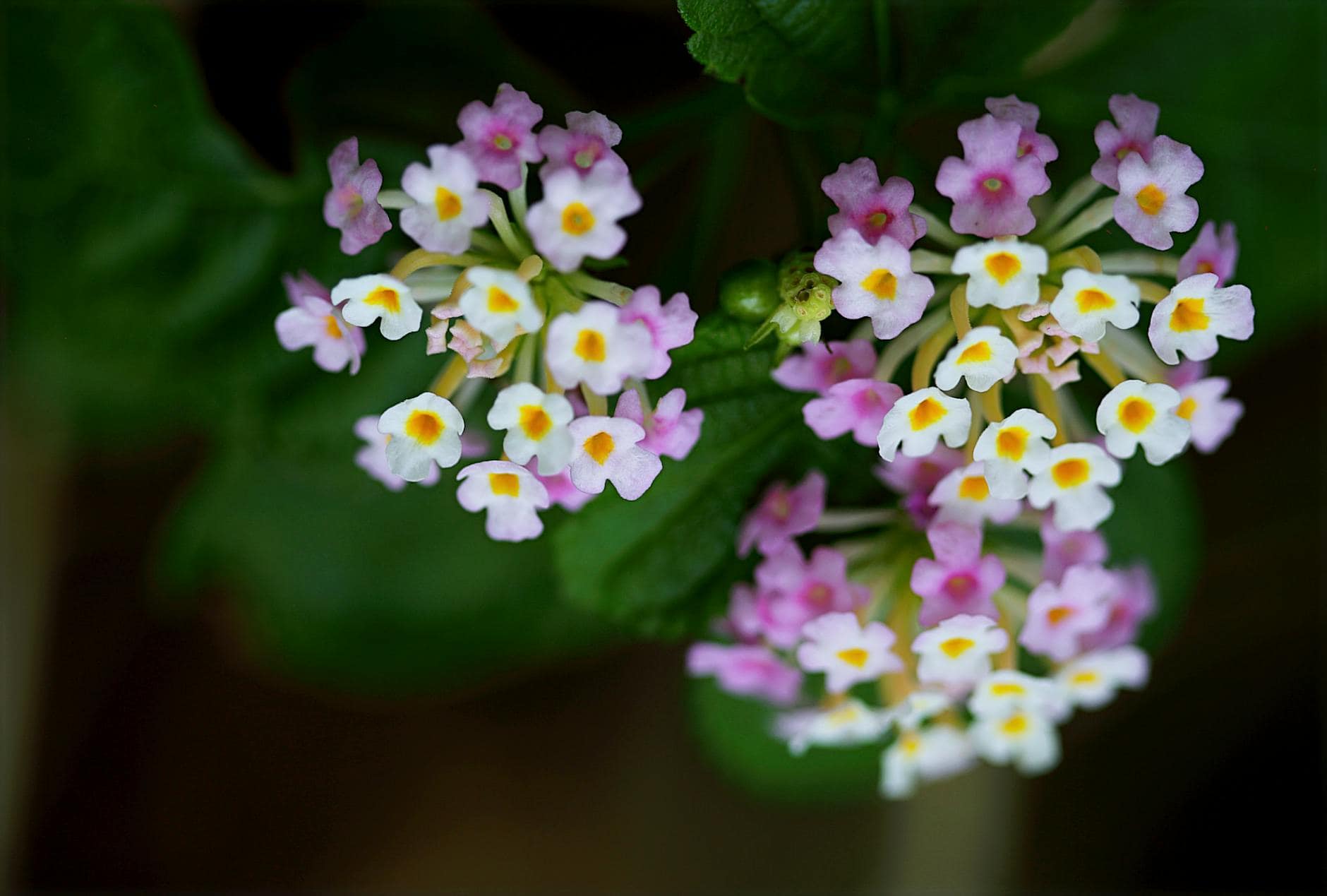 Beautiful close-up of pink and white lantana flowers in full bloom showcasing their vibrant colors