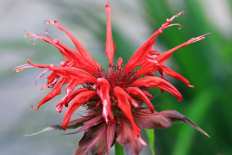 Close-up of a vibrant red bee balm flower (Monarda), with tubular petals radiating outward like a starburst, purple-tinged sepals at the base, against a soft green blurred background