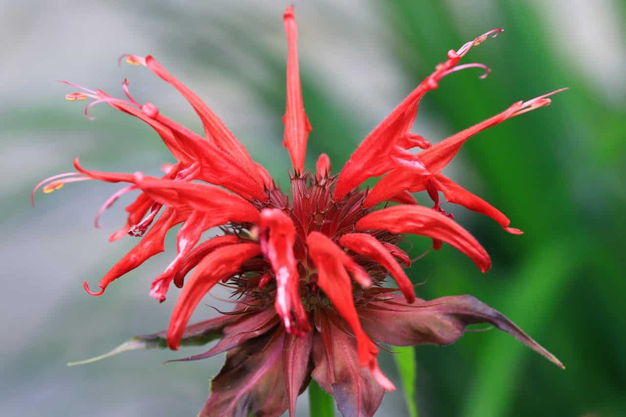 Close-up of a vibrant red bee balm flower (Monarda), with tubular petals radiating outward like a starburst, purple-tinged sepals at the base, against a soft green blurred background