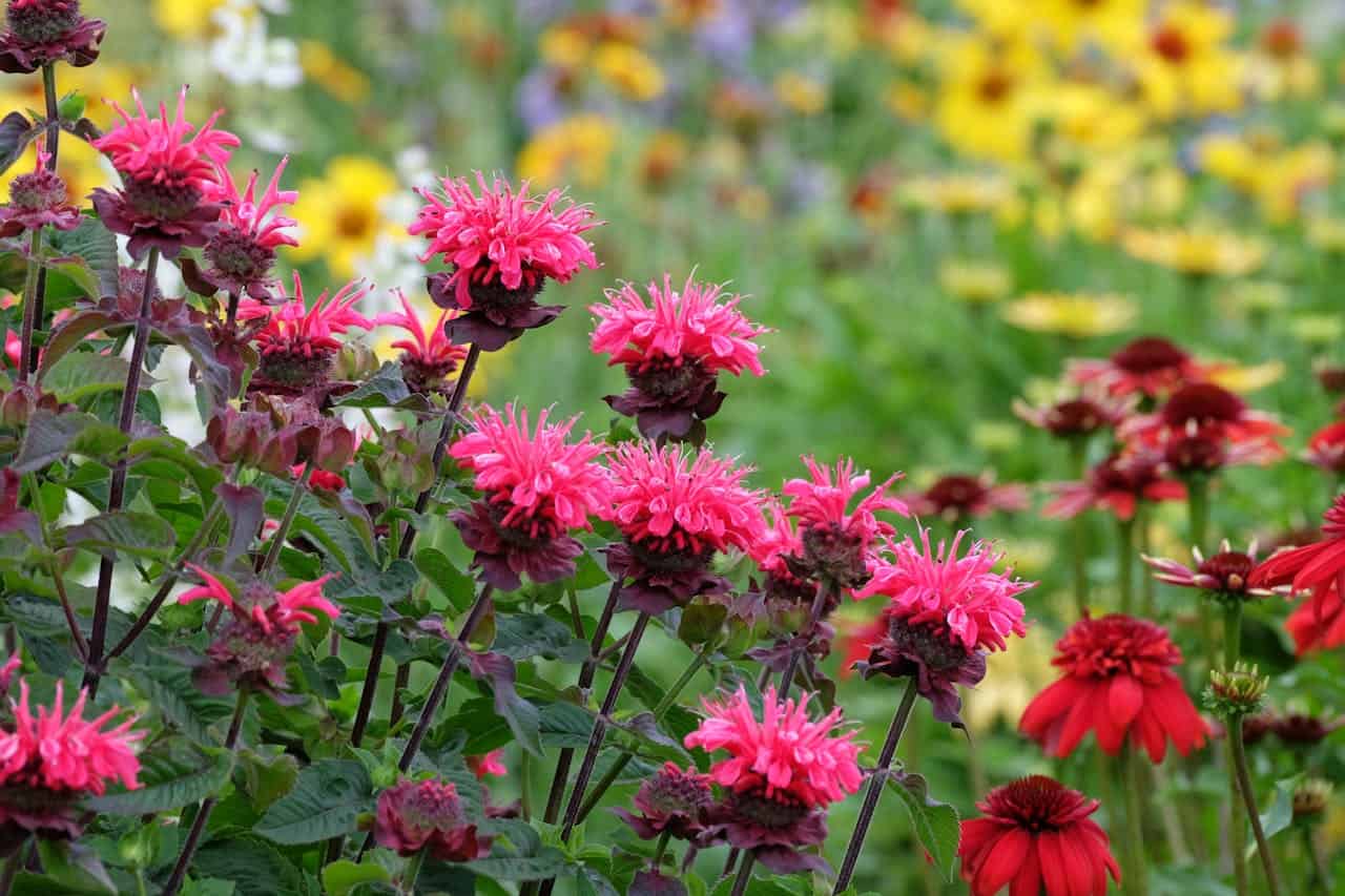 Bright pink bee balm flowers, dark green leaves, red and yellow flowers in the background, garden setting, possible bees or butterflies nearby