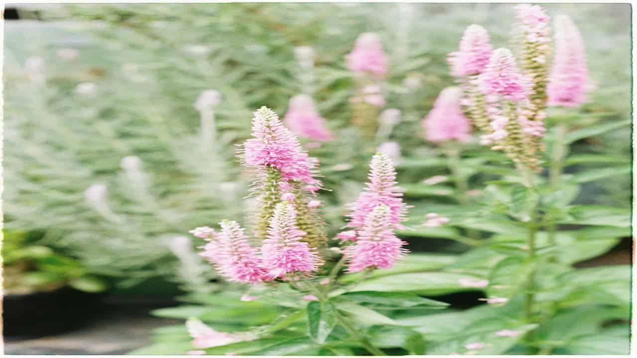 Pink bottlebrush-shaped flowers on green foliage, softly focused background, pastel hues, garden setting