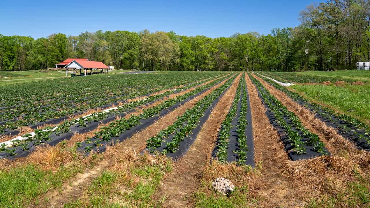 Rows of green plants, black plastic mulch covering soil, straw between rows, open field, clear blue sky, red-roofed shelter in the background, rural farming environment