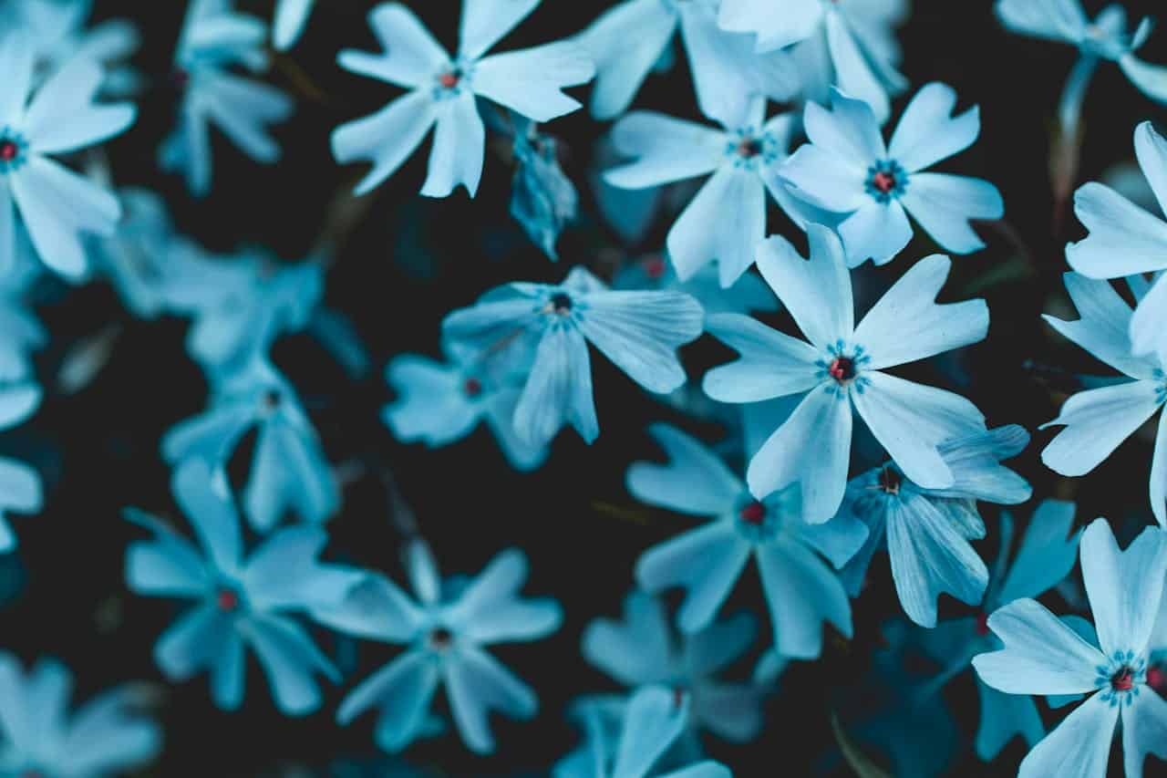 Close-up of delicate blue phlox flowers, soft petals with a subtle gradient, small red centers, dark blurred background, clustered blooms creating a calming aesthetic