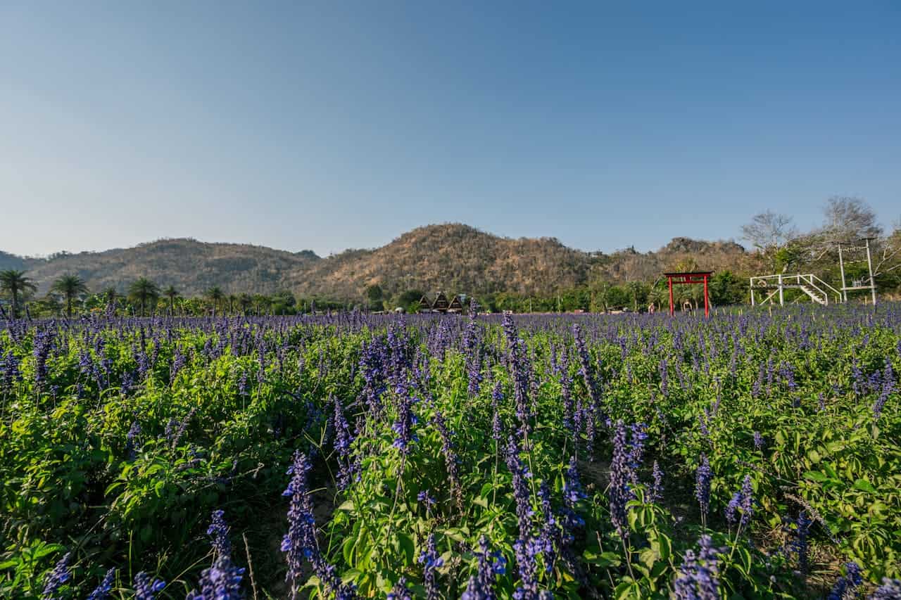 Lavender field in full bloom, lush green foliage, rolling hills in the background, clear blue sky, traditional wooden house, red torii gate, peaceful rural landscape, bright sunlight casting soft shadows, scenic countryside view