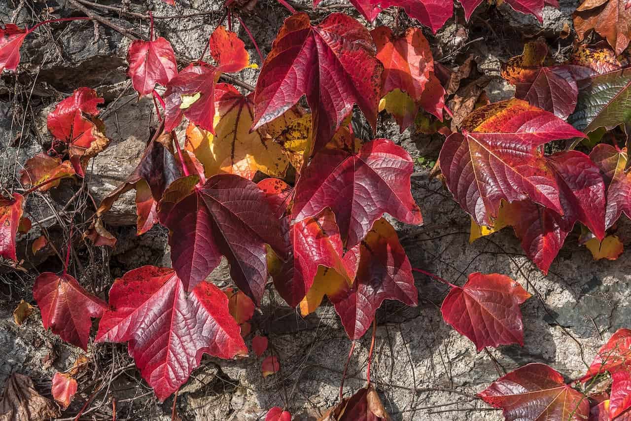 Vibrant red autumn ivy leaves, climbing on gray stone wall, showing distinctive maple-like shape, with hints of orange and yellow