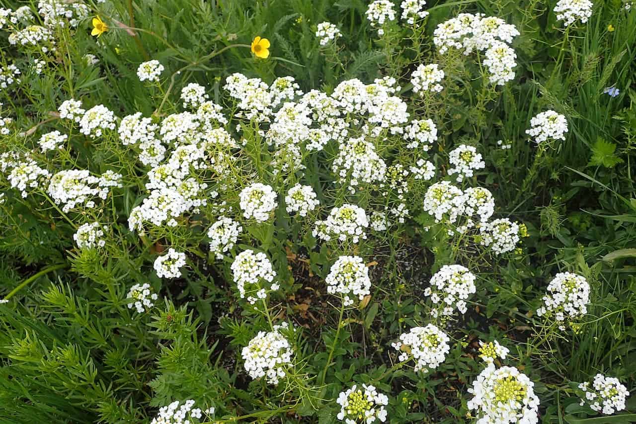 White-flowered Caucasian Pennycress, dense clusters of tiny blossoms, lush green foliage, a wild meadow setting, a single yellow flower among white blooms, natural habitat, springtime floral display