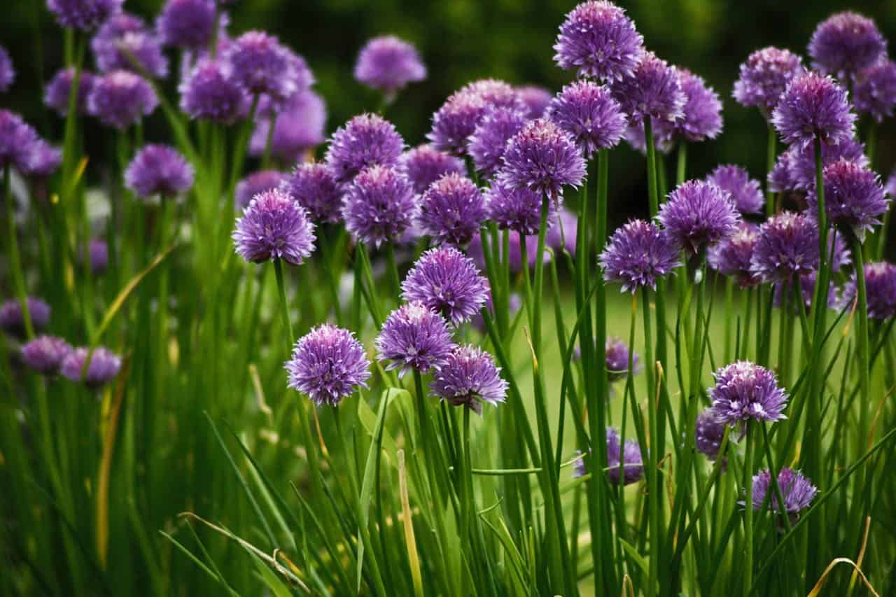 Purple chive blossoms, tall green stems, clustered flowers, soft focus background, garden setting, fresh herbs, delicate petals, natural sunlight
