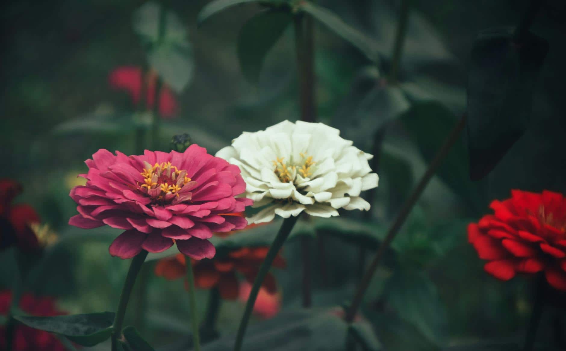 Close-up of colorful zinnias blooming in a Kolkata garden, showcasing nature's beauty.