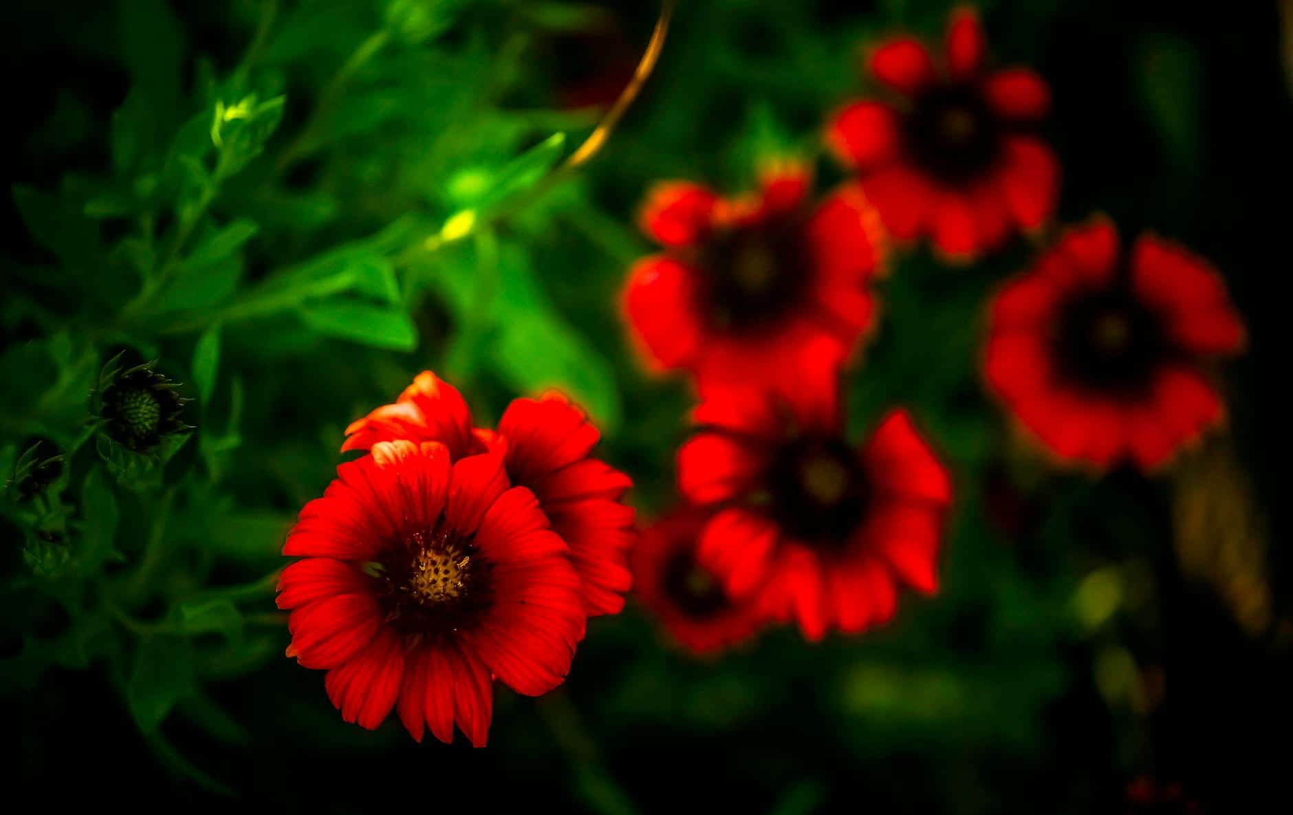 Close-up of vibrant gaillardia flowers with a blurred background, showcasing nature's beauty.