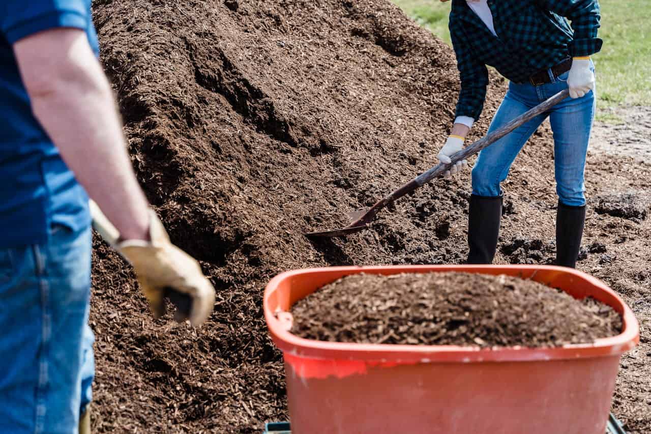 Two people working with compost, one shoveling soil into a red container, large pile of compost in the background, outdoor farm or garden setting, soil preparation for planting