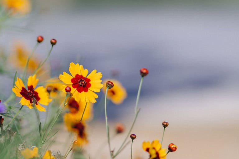 Bright yellow coreopsis flowers with red centers, delicate green stems, blurred background