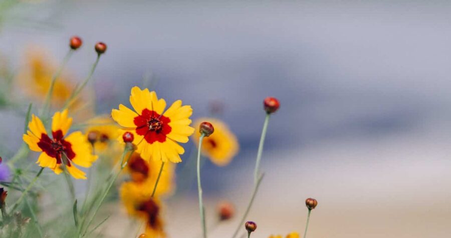 Bright yellow coreopsis flowers with red centers, delicate green stems, blurred background