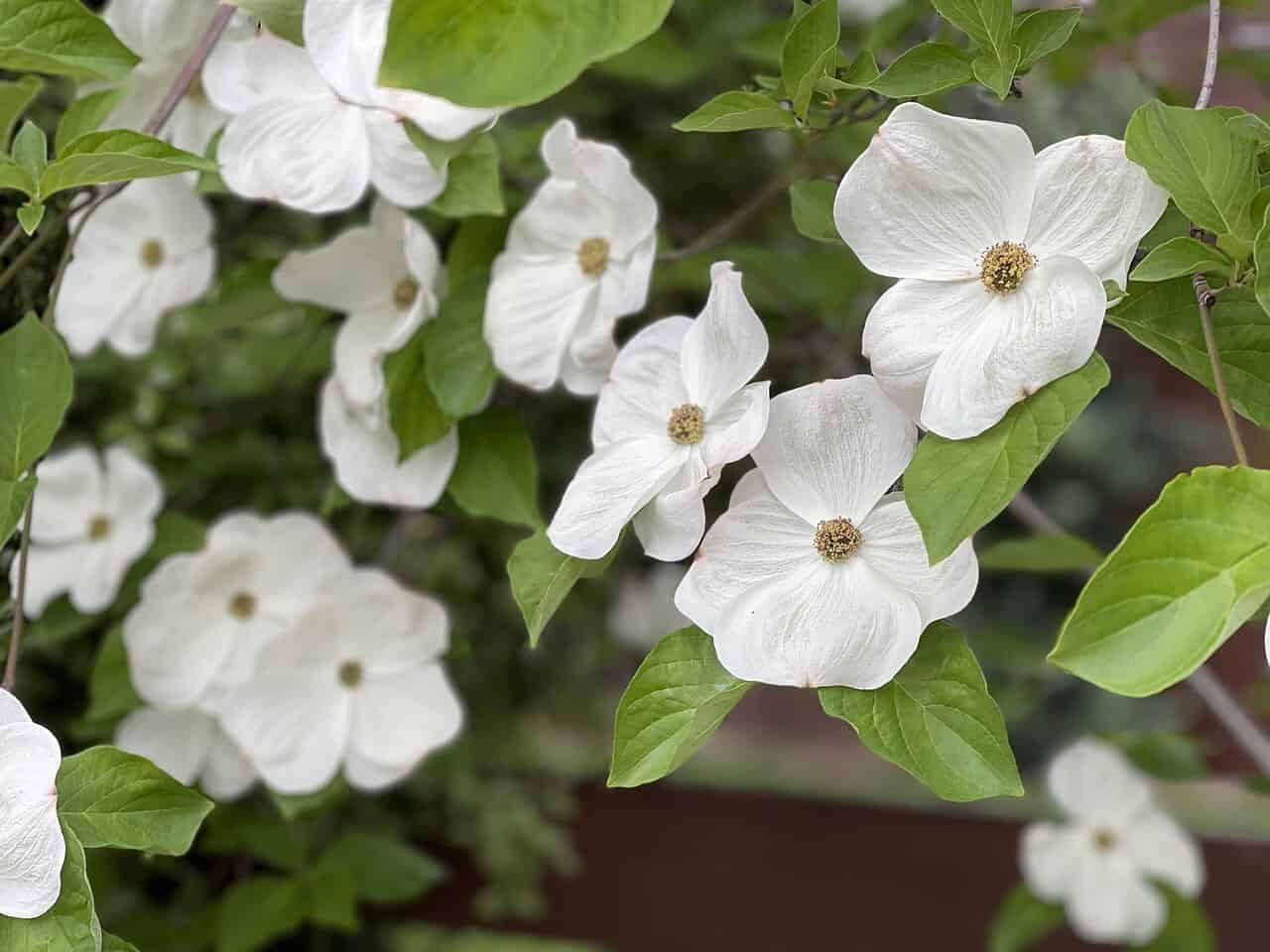 This image shows a dogwood flower in full bloom with white petals, surrounded by green leaves, showcasing its delicate structure, vibrant color, and natural beauty