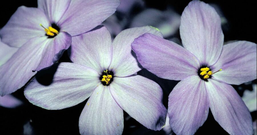 A close-up of pale purple creeping phlox flowers with five petals, dark centers, and bright yellow pollen, set against a dark background