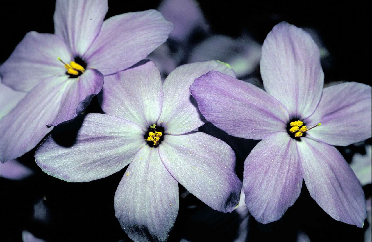A close-up of pale purple creeping phlox flowers with five petals, dark centers, and bright yellow pollen, set against a dark background