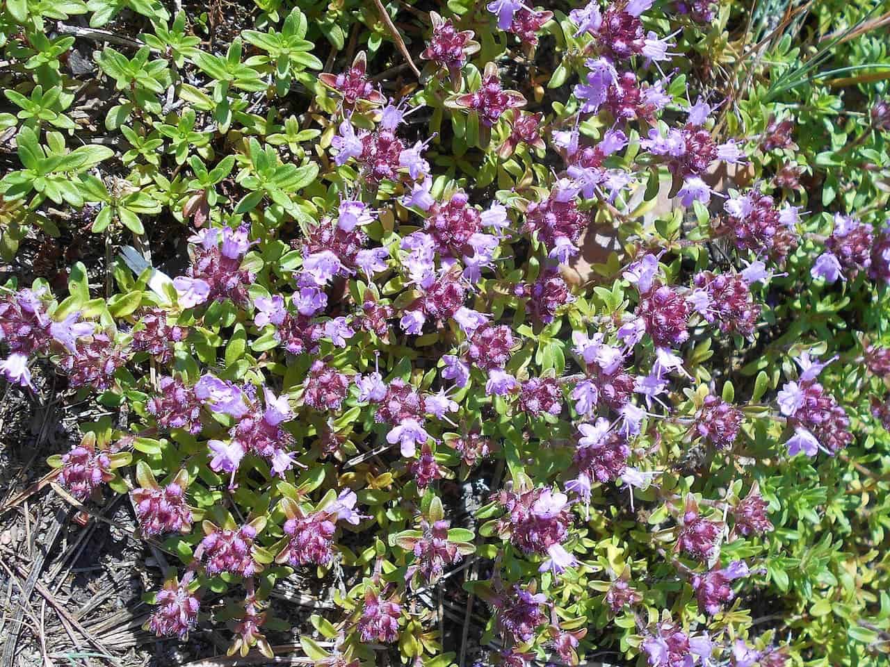 Dense cluster of creeping thyme, small purple flowers blooming, green foliage covering the ground, low-growing perennial herb, natural ground cover, bright sunlight illuminating plants, wild thyme in a garden or meadow, drought-resistant plant, pollinators attracted to blossoms