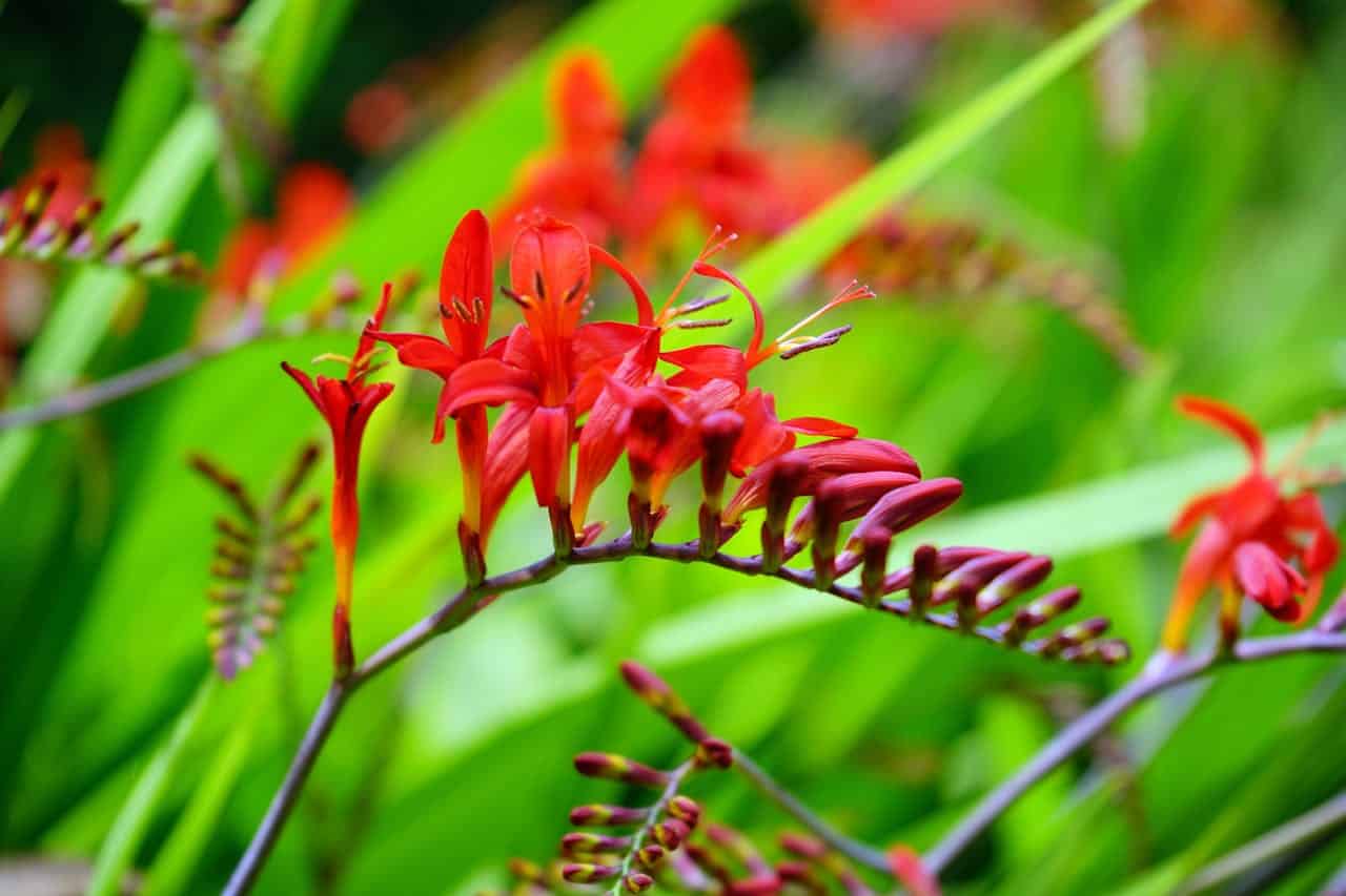 Red Crocosmia flowers, delicate petals, arching stems, unopened buds, green foliage, soft background blur, summer garden setting, bright natural lighting, close-up floral photography