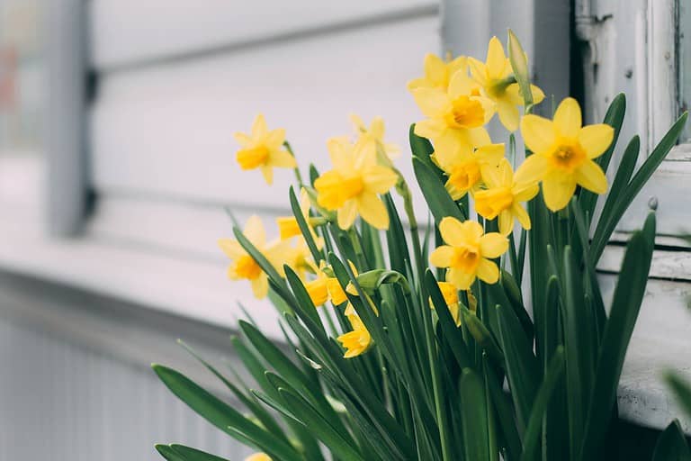 Yellow daffodils, green stems, white window frame, spring indoor planting, soft natural light, potted flowers