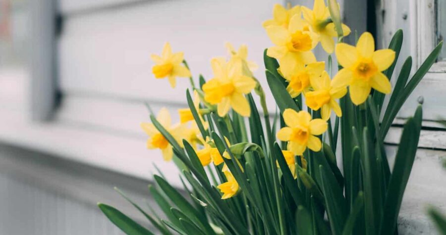 Yellow daffodils, green stems, white window frame, spring indoor planting, soft natural light, potted flowers