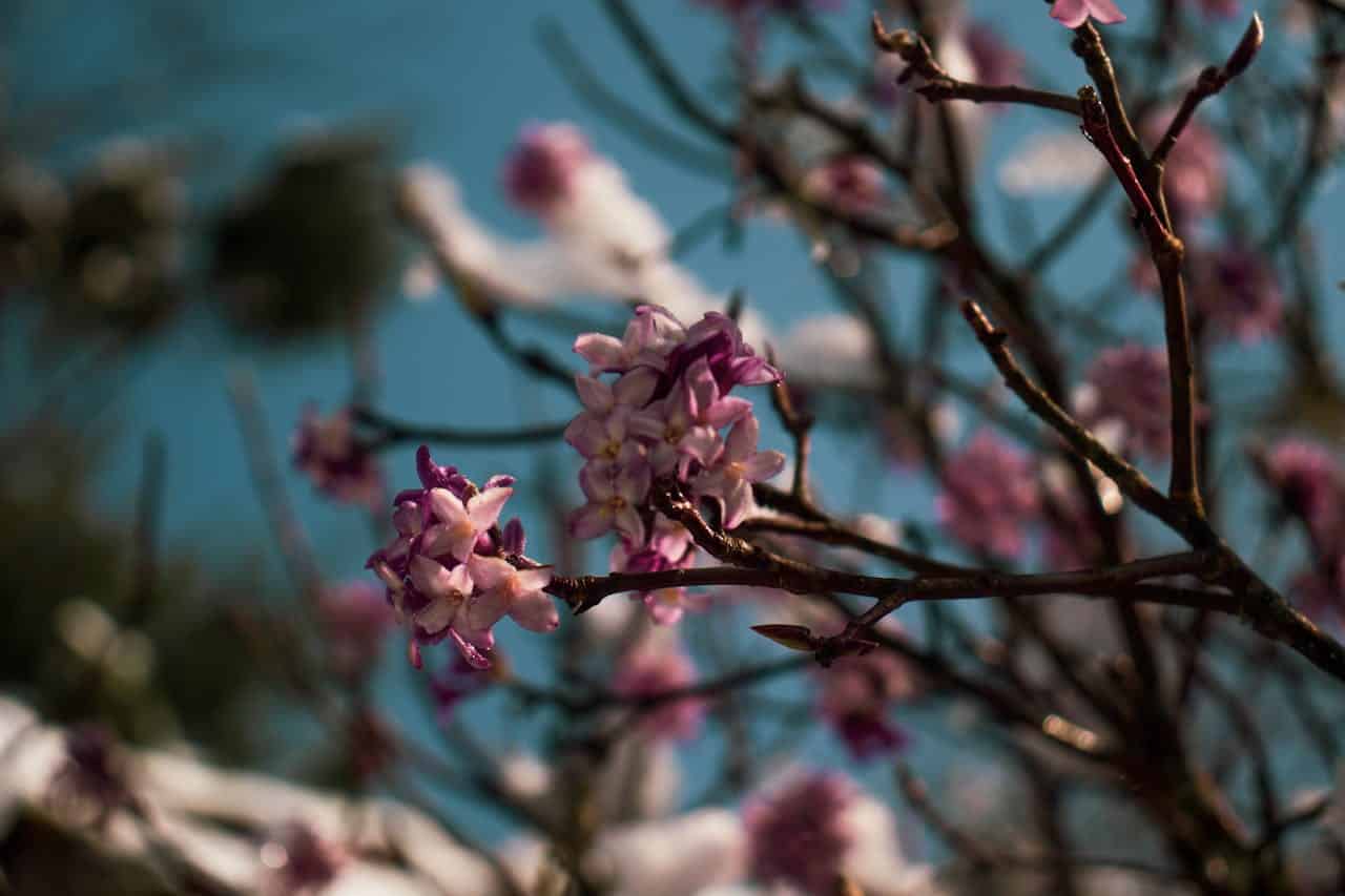 Purple flowers on a thin tree branch, delicate petals, some buds still closed, patches of snow on branches, bright blue sky in the background, sunlight casting soft shadows