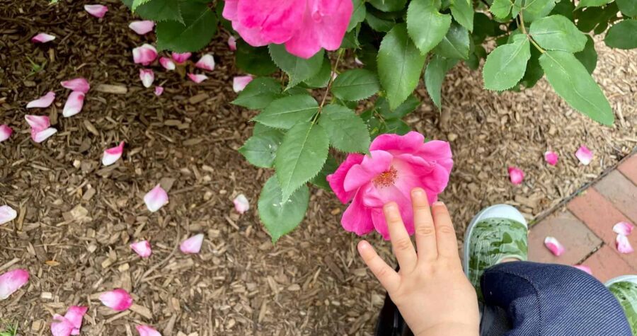 flower in the garden