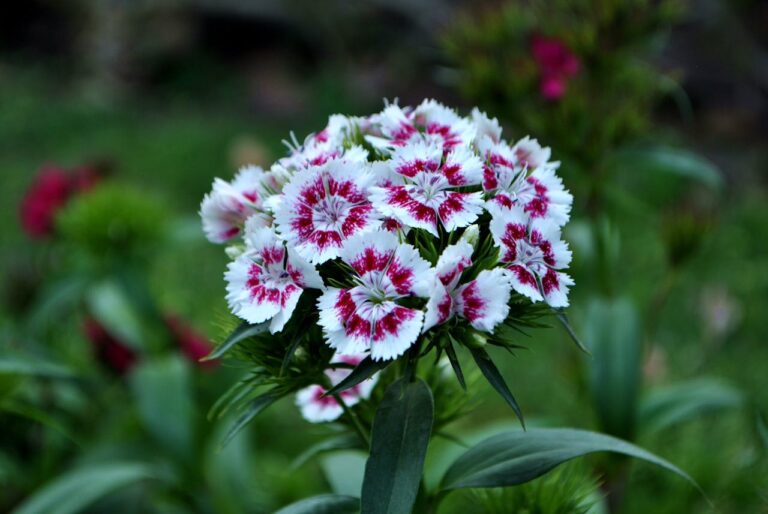Close-up of a Dianthus flower cluster, white petals with deep red centers, surrounded by green leaves, blurred garden background, soft natural lighting, delicate and vibrant floral display