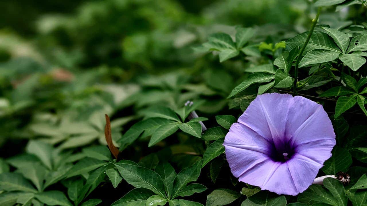 Single purple morning glory bloom, trumpet-shaped, surrounded by lush green leaves, soft gradient from lavender to deep violet at the center, delicate petals with a velvety texture, a single dried brown leaf nearby