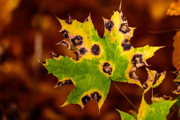 Green maple leaf with black, circular spots, signs of early blight, yellowing edges, fungal infection, autumn background, plant disease symptoms, tree health issue