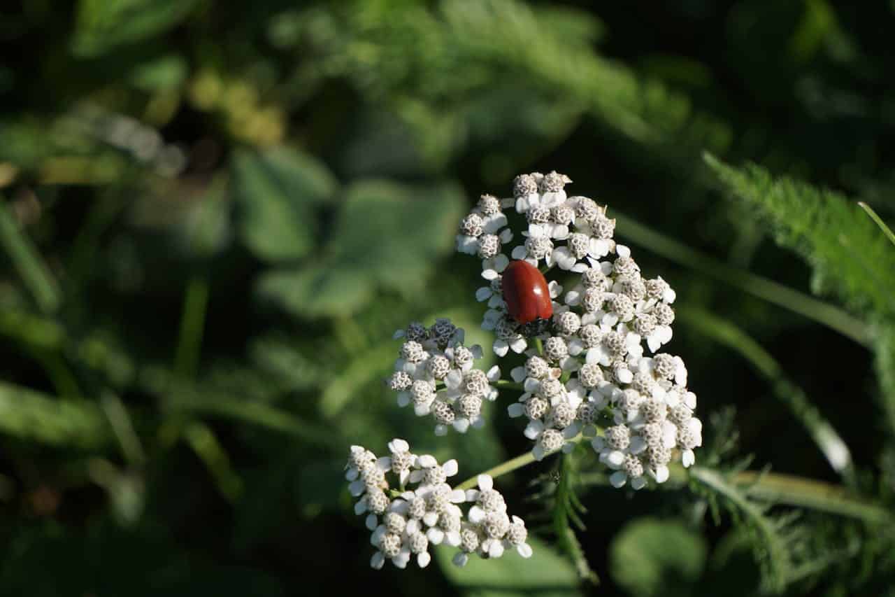 White Exochorda flowers, small clustered blooms, red beetle resting on petals, green foliage in the background, delicate floral details, nature scene in sunlight