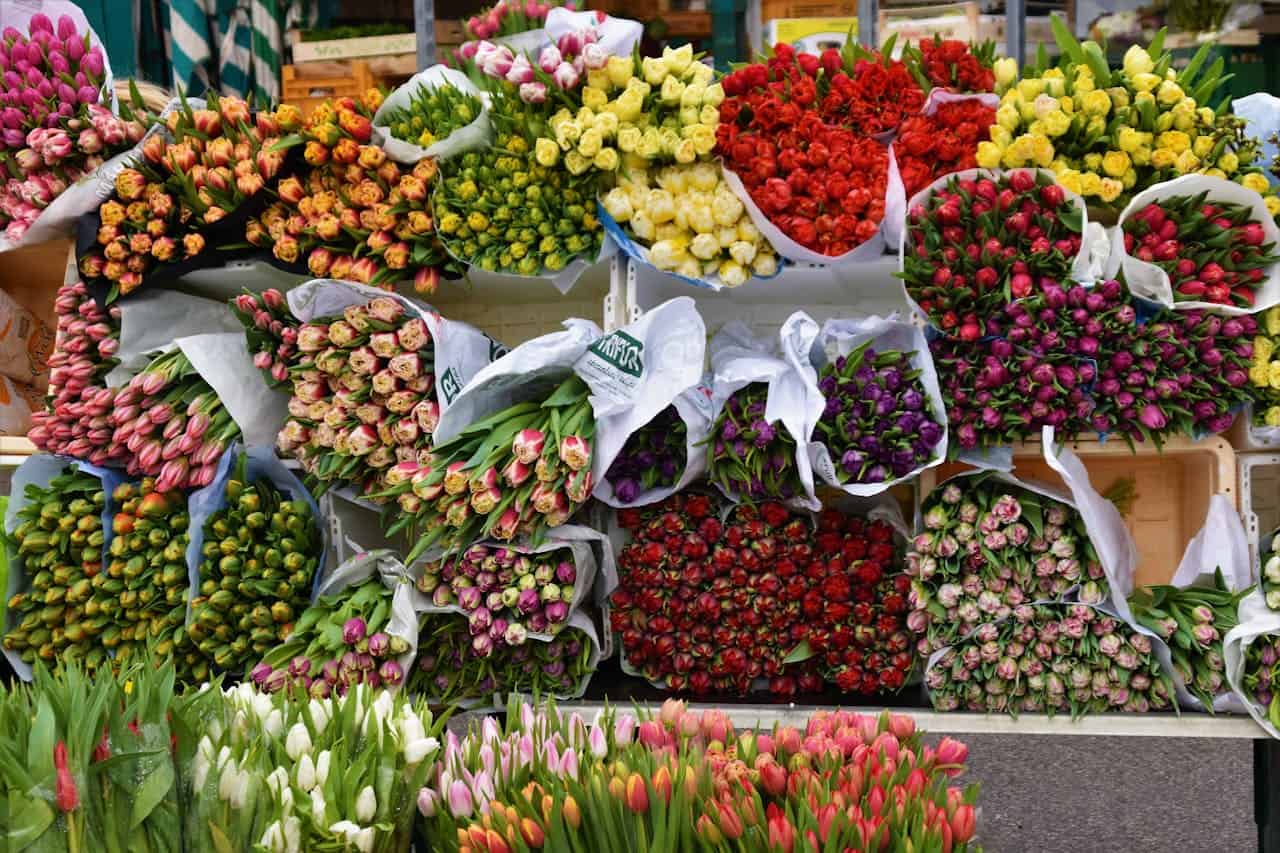 Colorful tulip bouquets displayed at flower market, various colors including red, yellow, pink, purple, and orange, wrapped in white paper, arranged in rows for sale