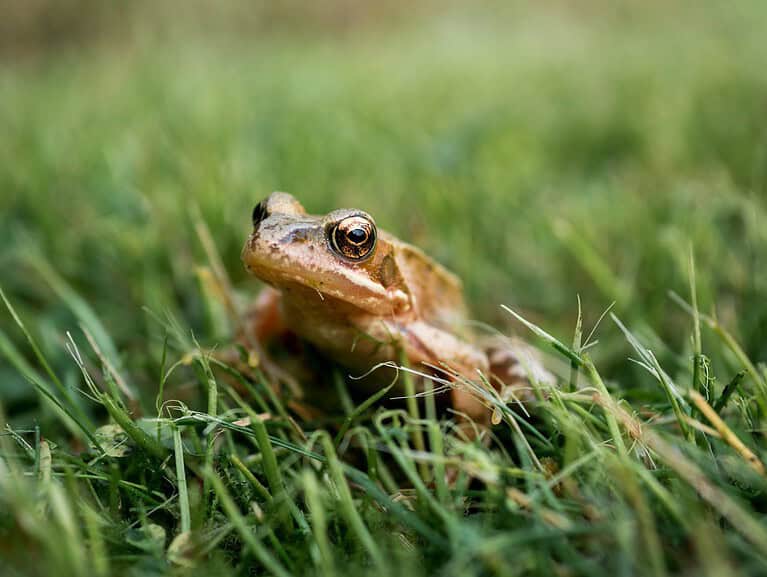 Close-up of a brown frog sitting in green grass, detailed eye reflection, slightly camouflaged, natural outdoor setting, blurred background