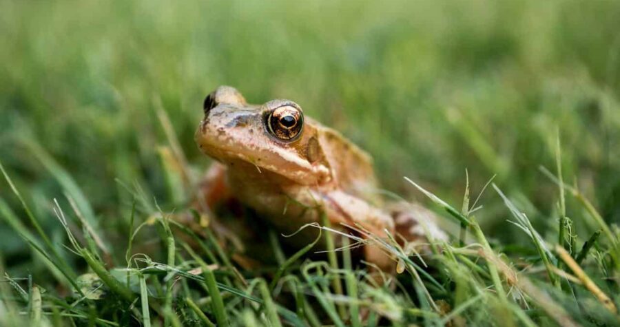 Close-up of a brown frog sitting in green grass, detailed eye reflection, slightly camouflaged, natural outdoor setting, blurred background