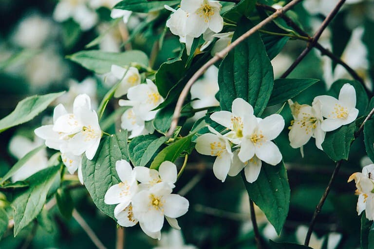 White jasmine flowers in full bloom, delicate petals with yellow stamens, surrounded by lush green leaves, growing on thin brown branches, soft natural lighting
