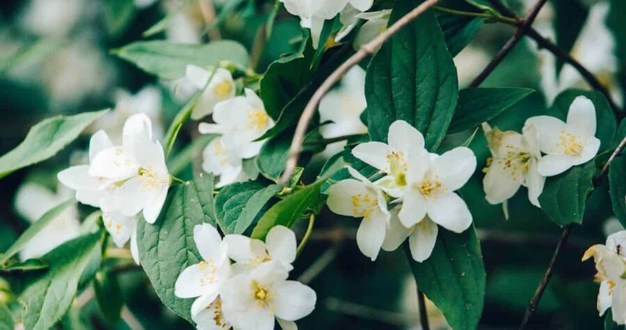 White jasmine flowers in full bloom, delicate petals with yellow stamens, surrounded by lush green leaves, growing on thin brown branches, soft natural lighting
