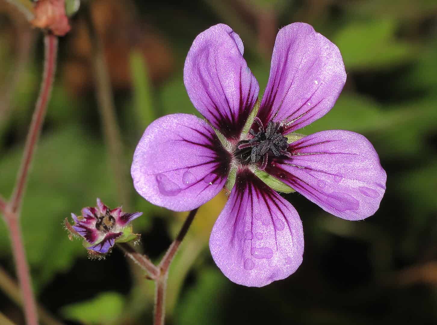 Purple geranium flower in full bloom, dark center with prominent veins, water droplets on petals, smaller bud visible, blurred green background
