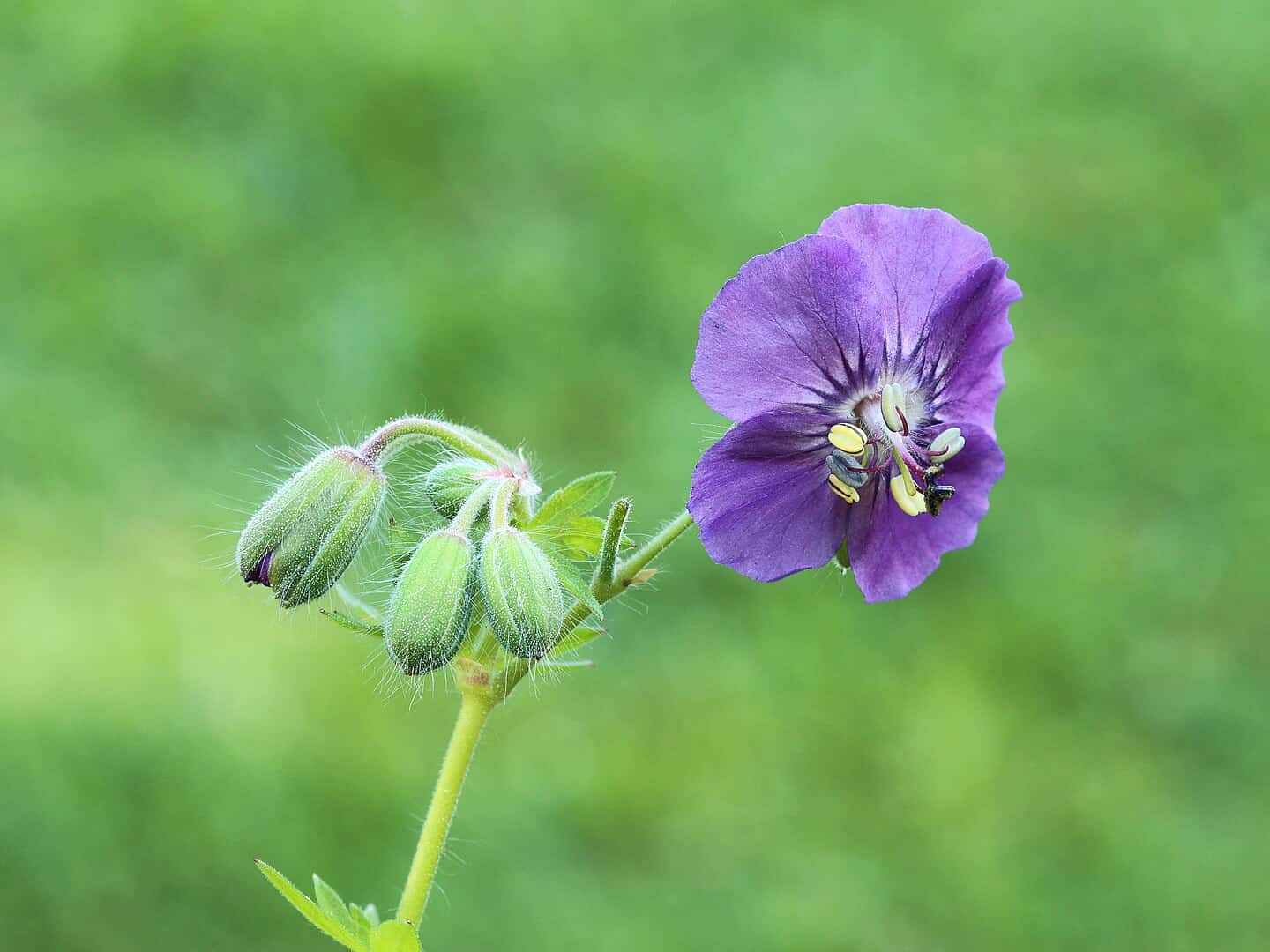 Purple geranium flower in bloom, green unopened buds, hairy stems, yellow stamens visible, blurred green background