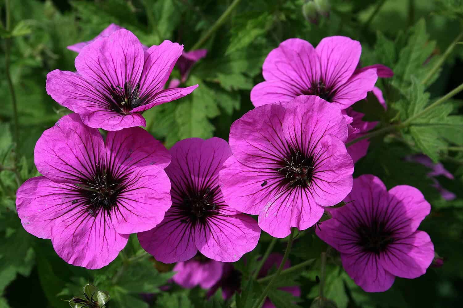 A cluster of vibrant magenta flowers with dark purple veins and black centers, surrounded by lush green foliage