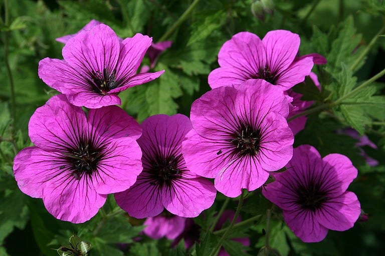 A cluster of vibrant magenta flowers with dark purple veins and black centers, surrounded by lush green foliage