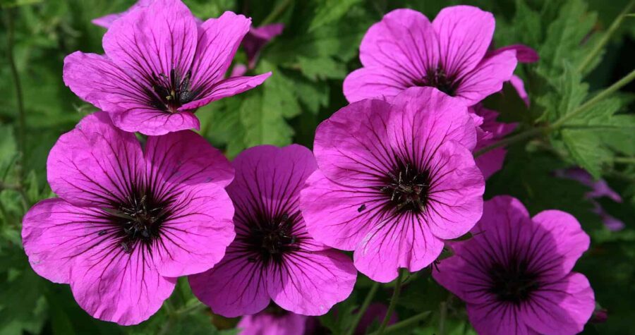 A cluster of vibrant magenta flowers with dark purple veins and black centers, surrounded by lush green foliage
