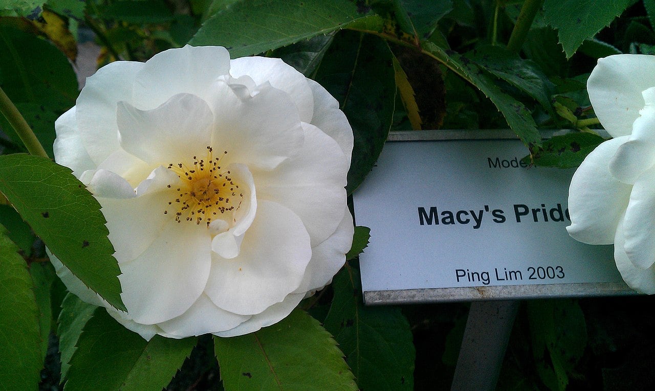This image shows a white "Macy's Pride" rose with a label indicating its name and the year it was created (2003) by Ping Lim, the rose is surrounded by green leaves with some petals slightly opened, showcasing its soft, delicate texture and beautiful center filled with yellow stamens