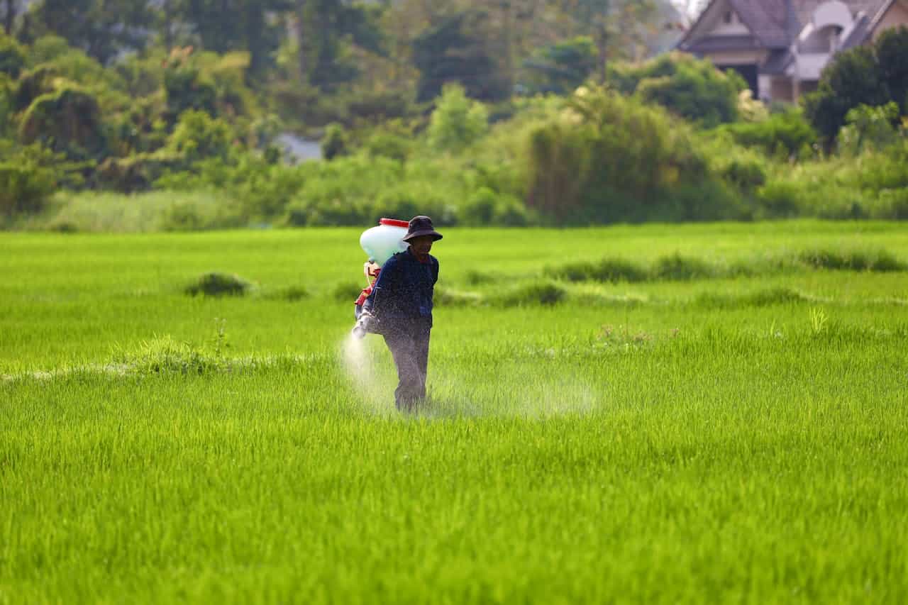 Farmer spraying herbicides, lush green rice field, backpack sprayer, mist of chemicals,pest control, agricultural practice, traditional farming methods, small-scale farming