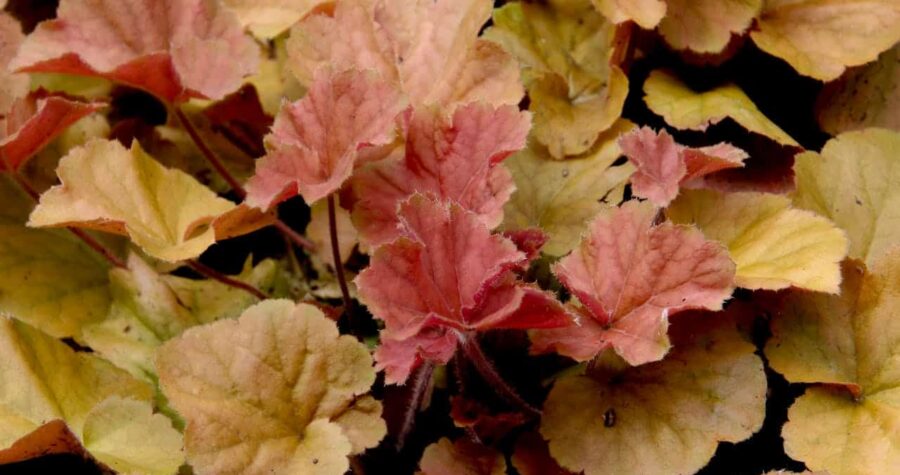 Coral pink and yellow Caramel Coral Bells leaves, textured foliage, dark background, ornamental garden plant